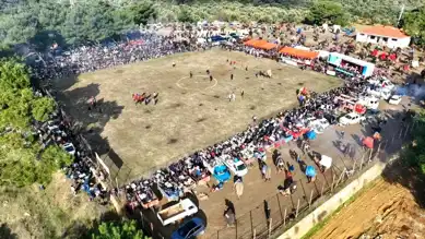 Pelitköy'de Coşkulu Deve Güreşleri!