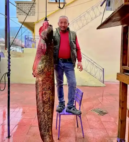 Sinop'ta Dev Yayın Balığı Avı!