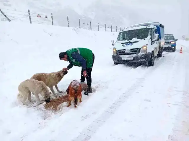 Canik Belediyesi Sokak Hayvanlarını Unutmadı